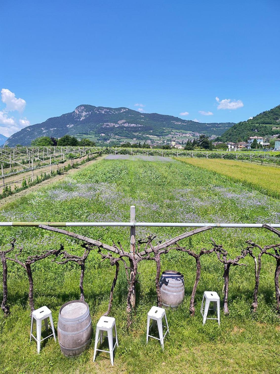 8 Grappoli Agritur Villa Trento Eksteriør billede