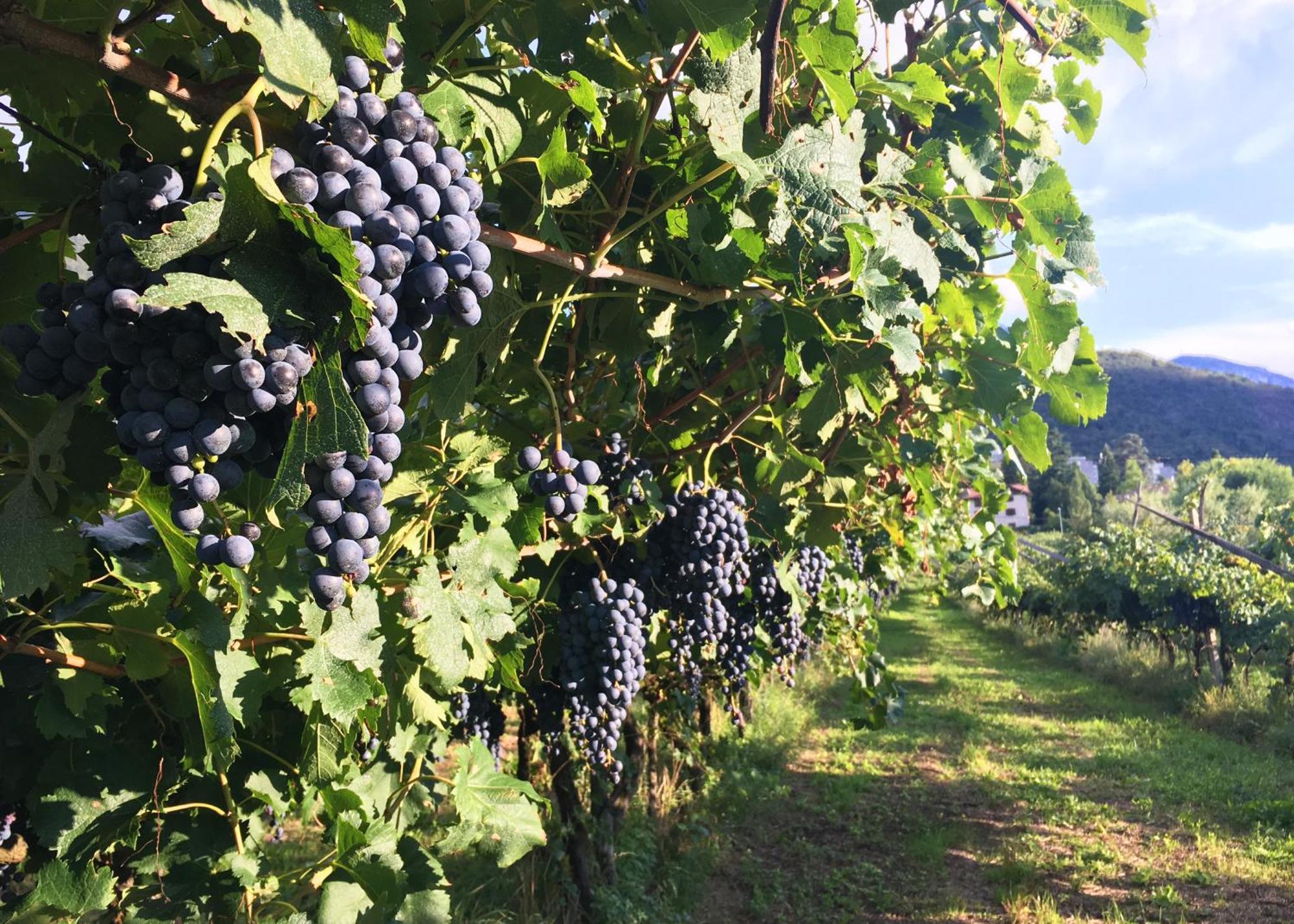 8 Grappoli Agritur Villa Trento Eksteriør billede