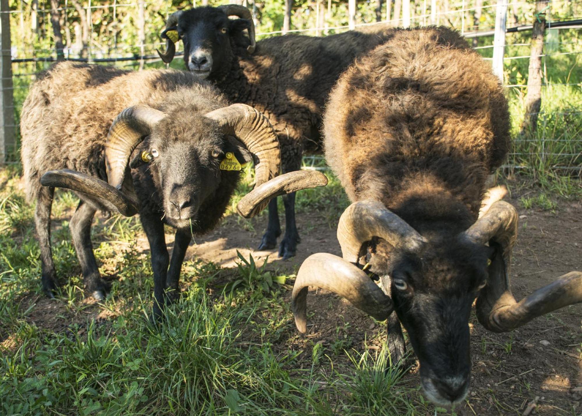 8 Grappoli Agritur Villa Trento Eksteriør billede