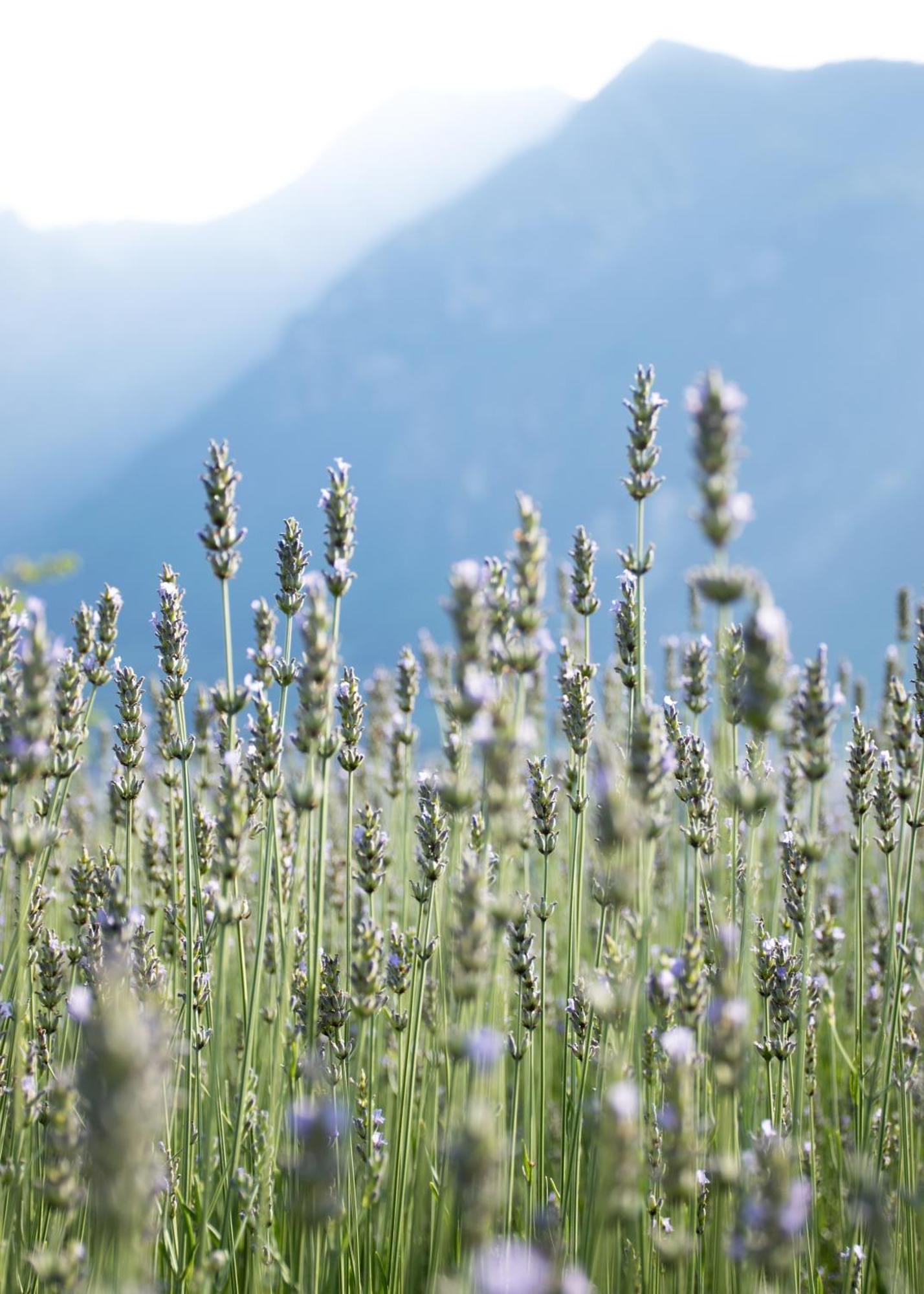 8 Grappoli Agritur Villa Trento Eksteriør billede
